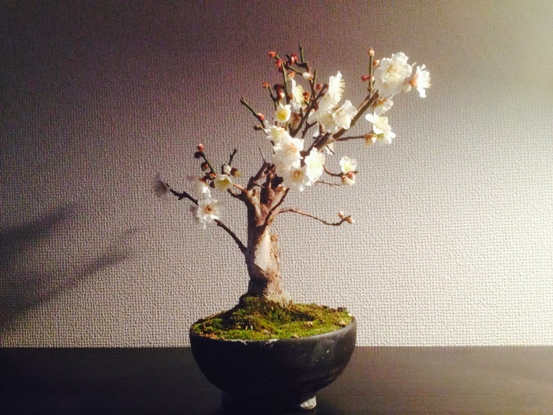 今週の一枚 “Antonio Carlos Jobim “